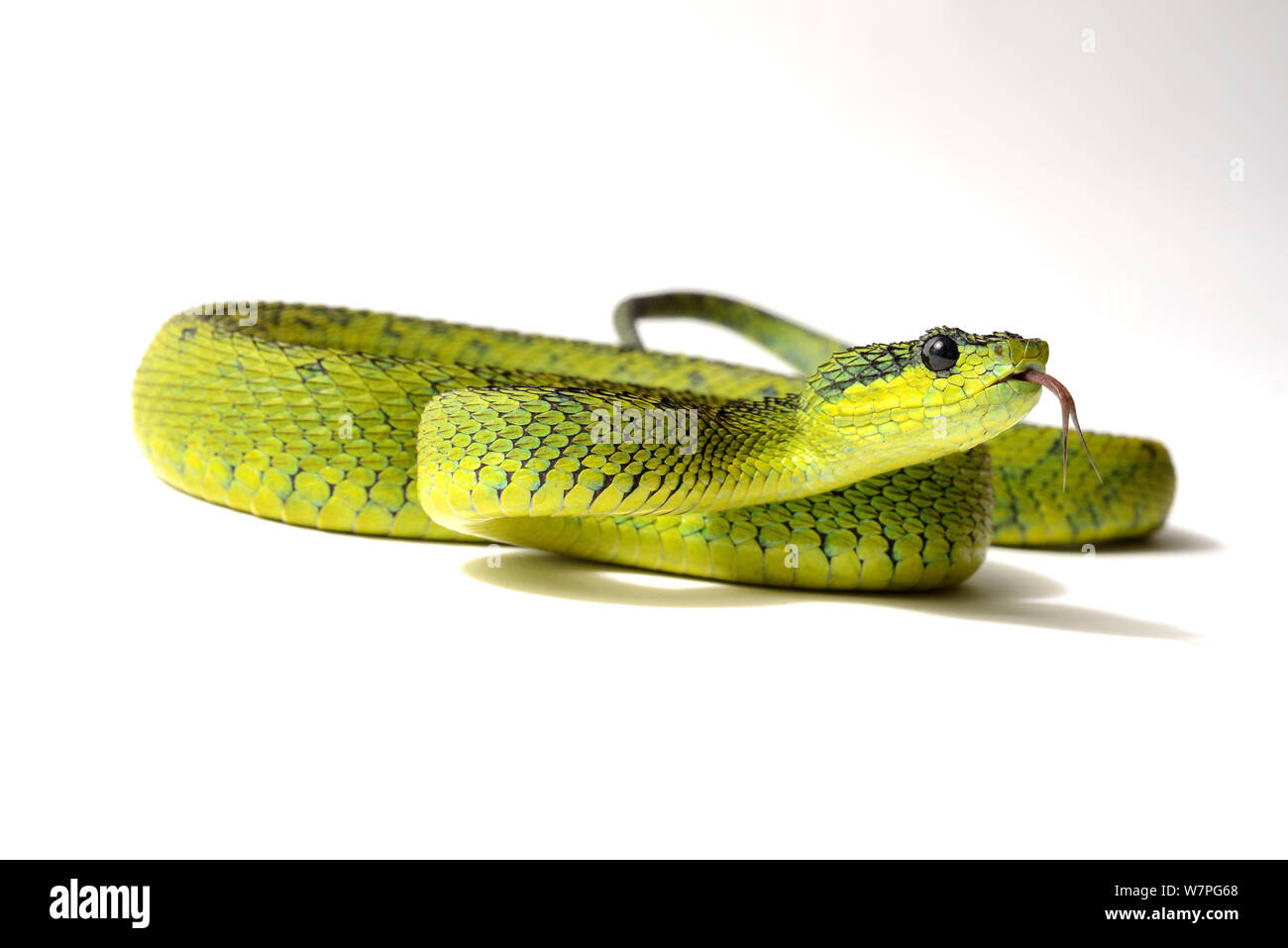 Nitsche's bush Viper (Atheris nitschei) captive di Uganda e Repubblica Democratica del Congo Foto Stock
