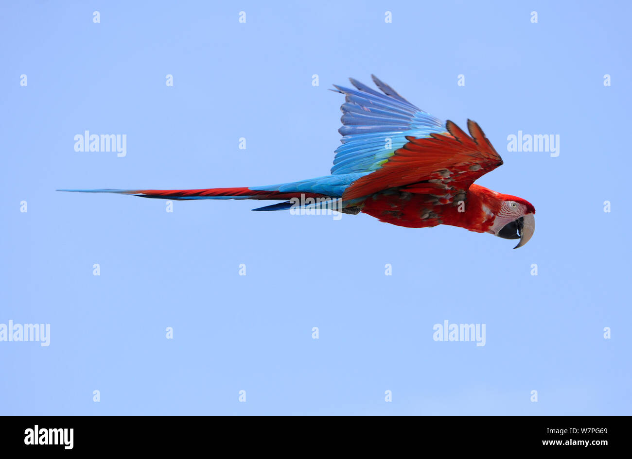 Scarlet Macaw (Ara macao) dall America centrale in Paraguay Foto Stock