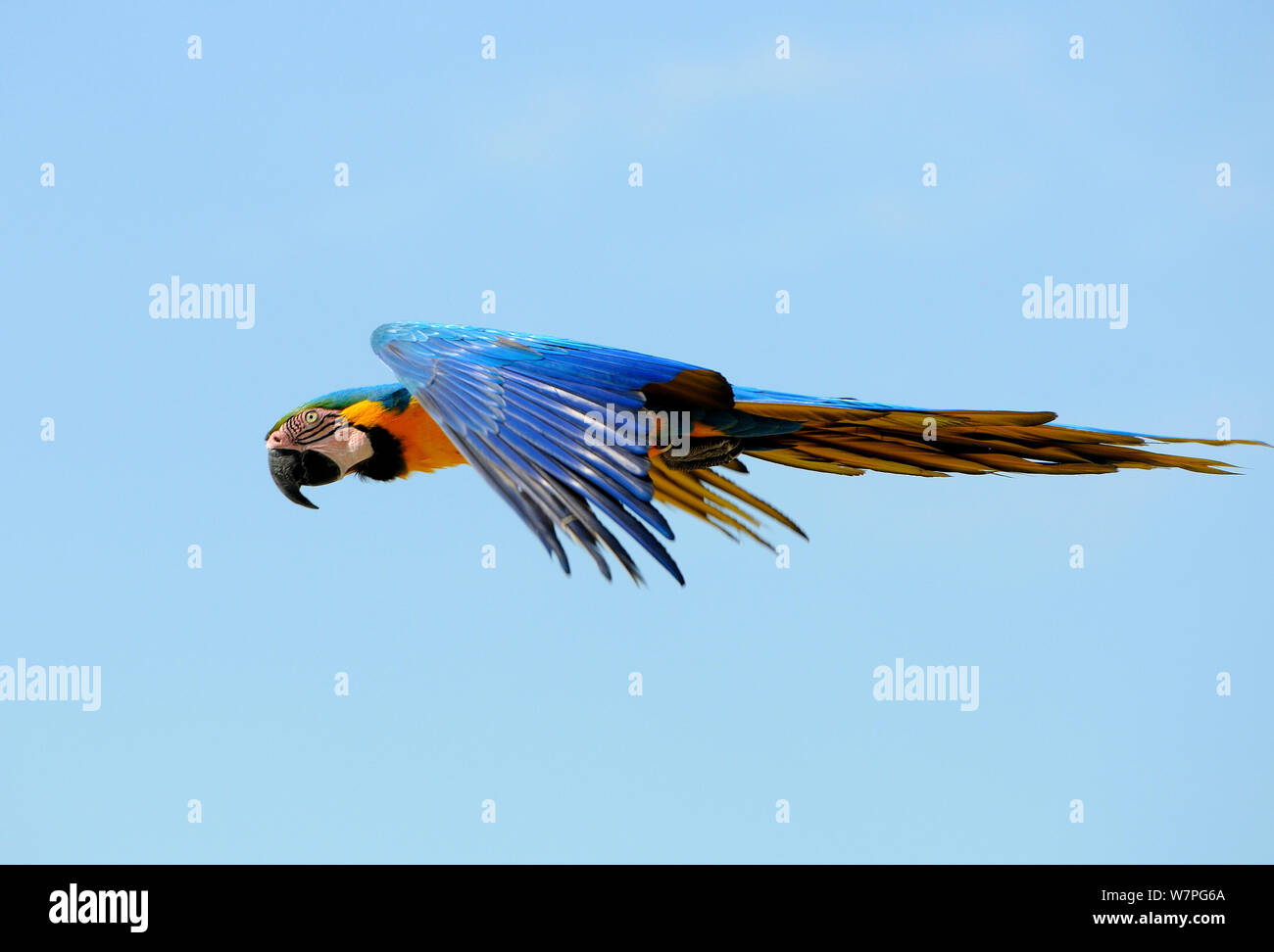 Blu e Giallo Macaw (Ara ararauna) in volo in Sud America Foto Stock