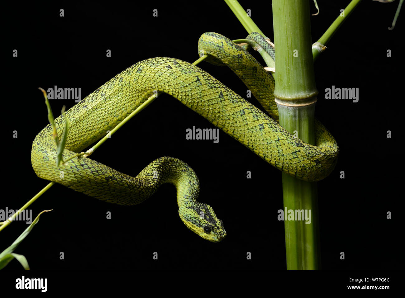 Nitsche's bush Viper (Atheris nitschei) captive, dall'Uganda e Repubblica Democratica del Congo Foto Stock