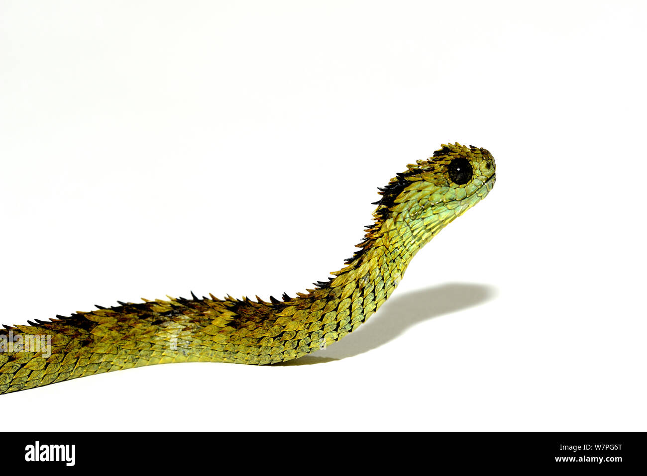 Hairy bush Viper (Atheris hispida) captive dall Africa centrale Foto Stock