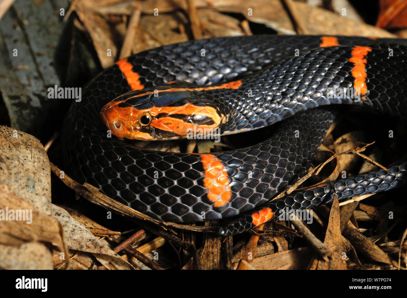 Fea Viper (Azemiops feae) captive dalla Cina Foto Stock