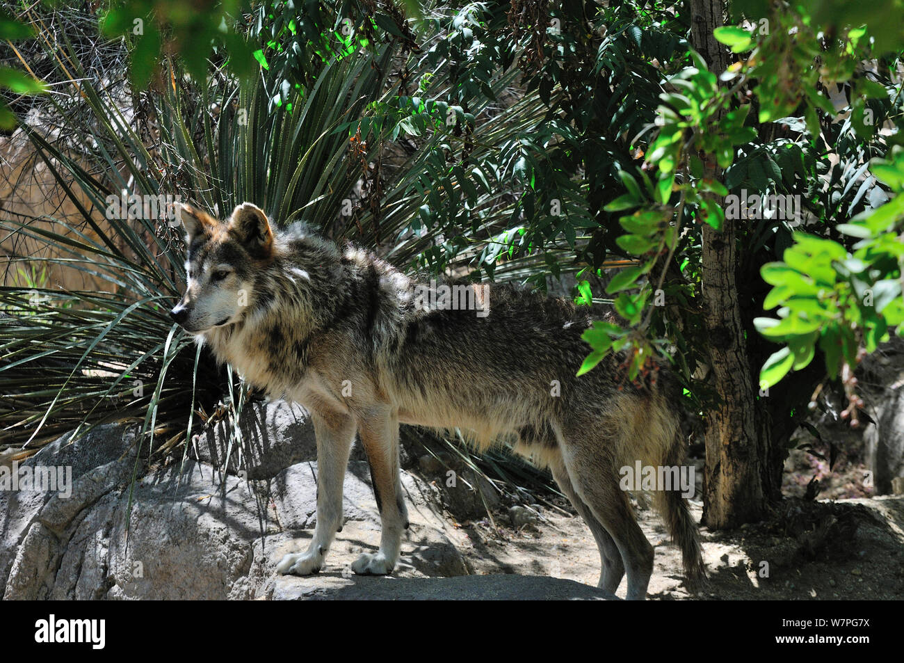 Lupo messicano (Canis lupus baileyi) captive, criticamente le specie in via di estinzione. Foto Stock