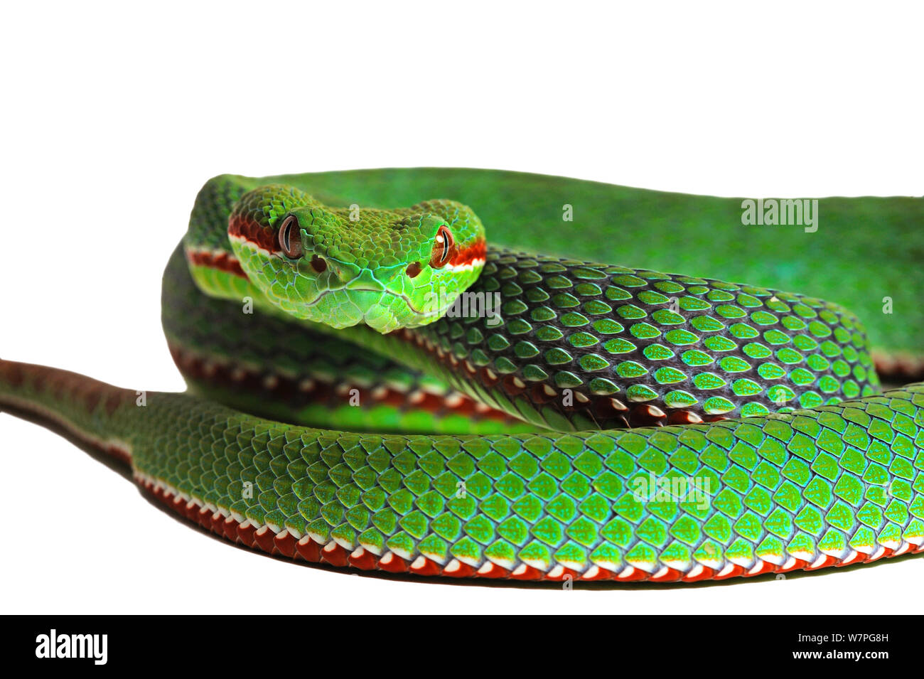 Papa's tree Viper (Trimeresurus popeiorum) maschio, captive formano il Sud Est asiatico Foto Stock