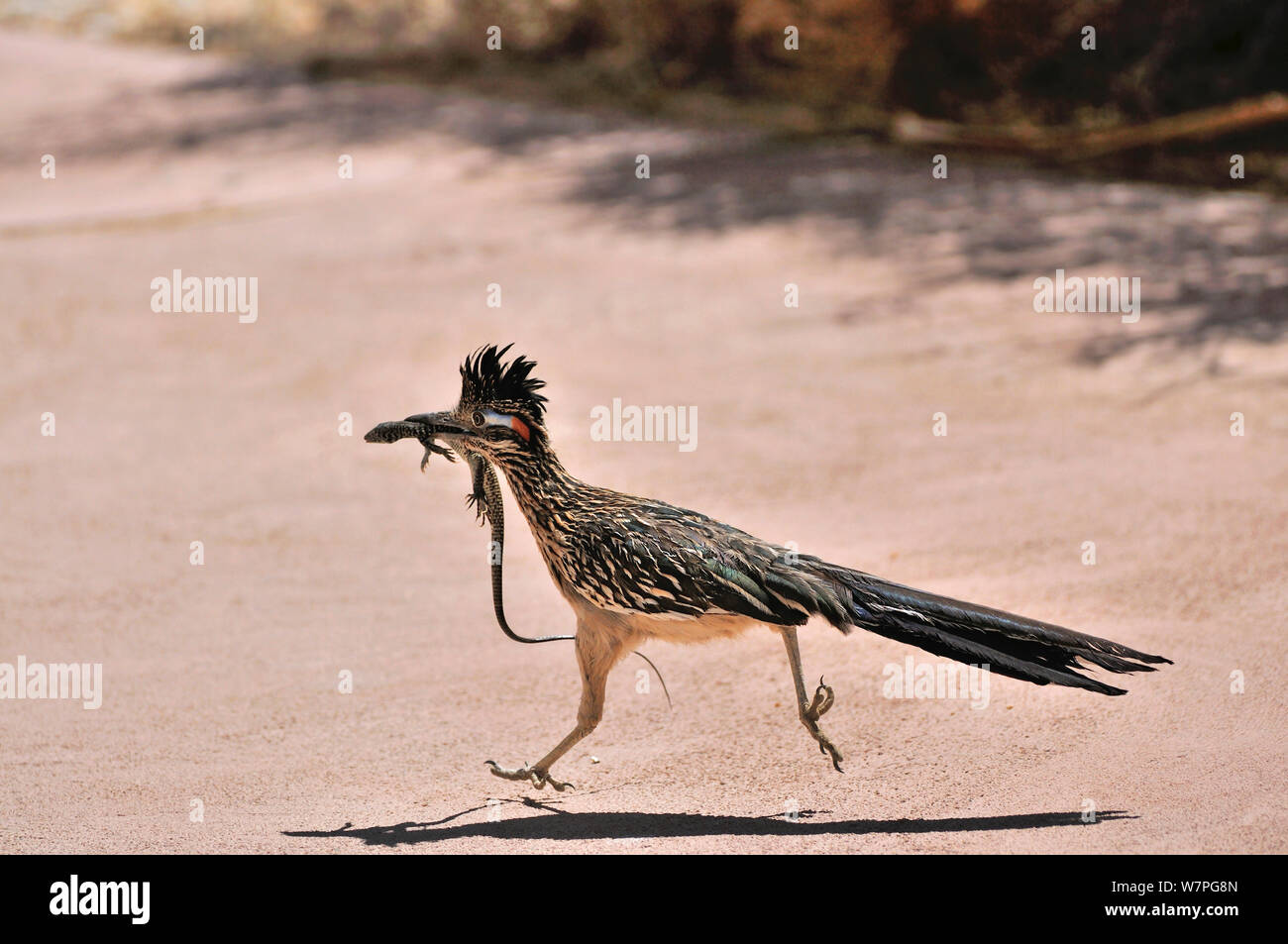 Maggiore Roadrunner (Geococcyx californianus) con Tiger Whiptail lizard (Aspidoscelis tigri) preda di Joshua Tree National Monument, California, Giugno Foto Stock