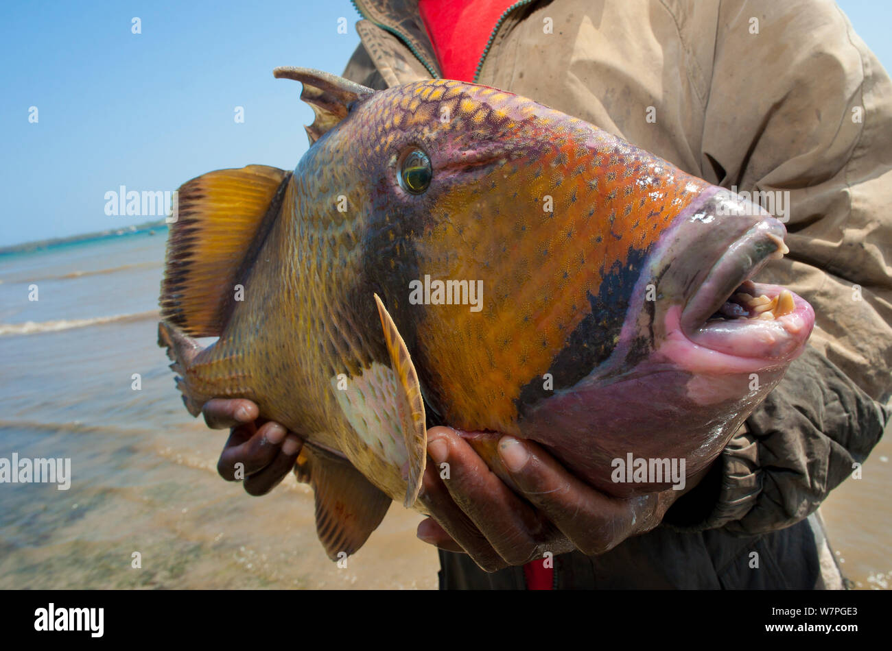 Fisherman tenendo un 3 kg di Titan pesci balestra (Balistoides viridescens) Isola Wasini della costa del Kenya, Febbraio 2011 Foto Stock