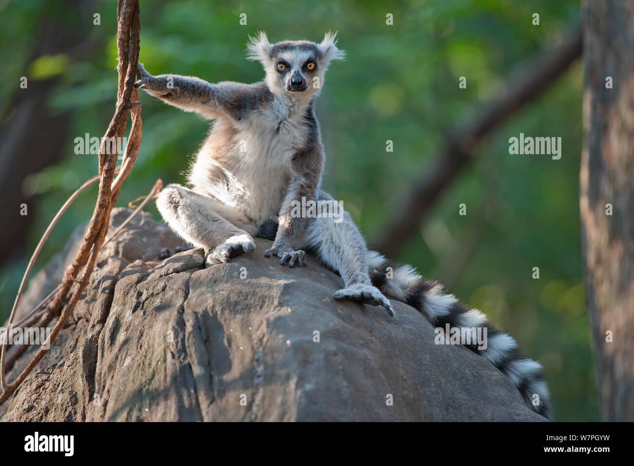 Anello-tailed Lemur (Lemur catta) Anjaha comunitaria di conservazione sito, Ambalavao, Madagascar Foto Stock