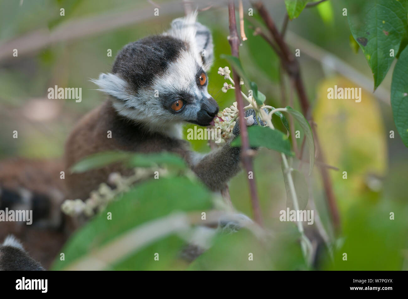 Anello-tailed Lemur (Lemur catta) capretti mangiare, Anjaha comunitaria di conservazione sito, Ambalavao, Madagascar, Settembre Foto Stock