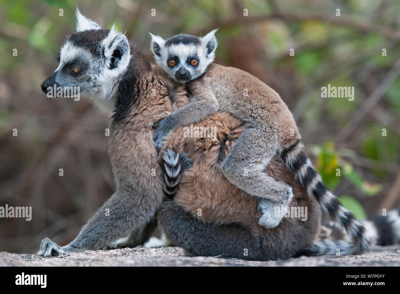 Anello-tailed Lemur (Lemur catta) con baby a cavallo sul retro, Anjaha comunitaria di conservazione sito, Ambalavao, Madagascar Foto Stock