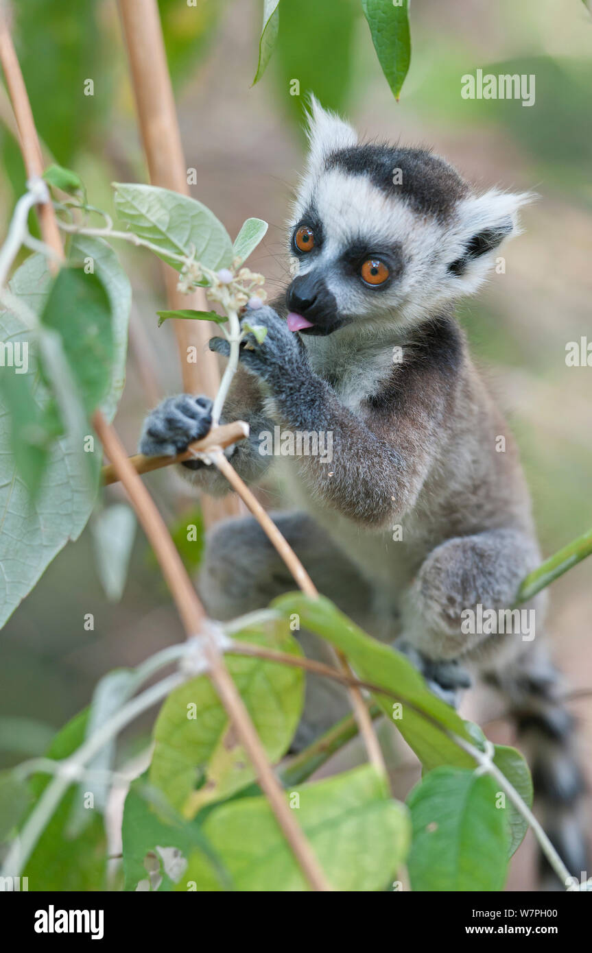 Anello-tailed Lemur (Lemur catta) capretti mangiare, Anjaha comunitaria di conservazione sito, Ambalavao, Madagascar, Settembre Foto Stock