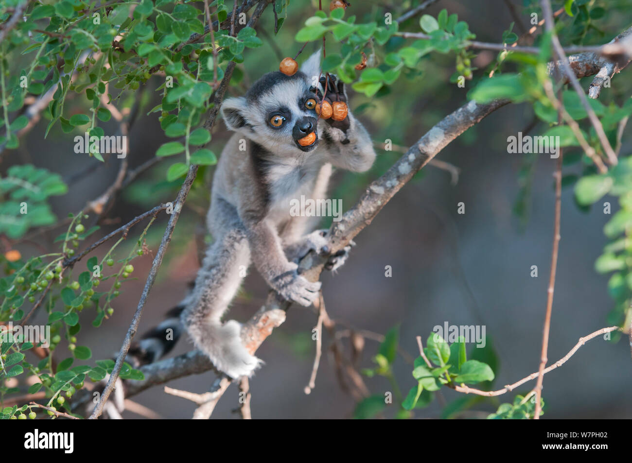Anello-tailed Lemur (Lemur catta) capretti mangiare, Anjaha comunitaria di conservazione sito, Ambalavao, Madagascar, Settembre Foto Stock