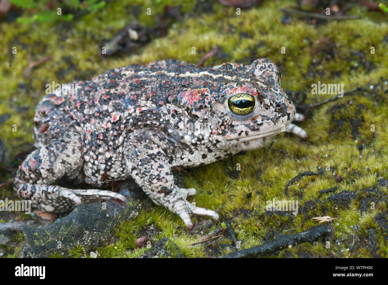 Natterjack toad (Bufo calamita) Groot Schietveld, Brasschaat, Belgio, Agosto Foto Stock