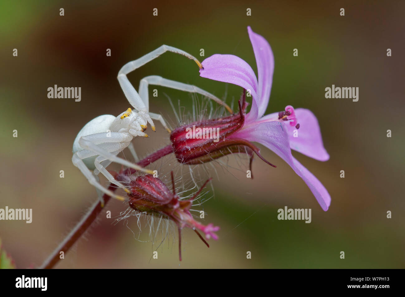 Il ragno granchio (Misumena vatia) su erba Robert (Geranio robertianus) Brasschaat, Belgio, maggio Foto Stock