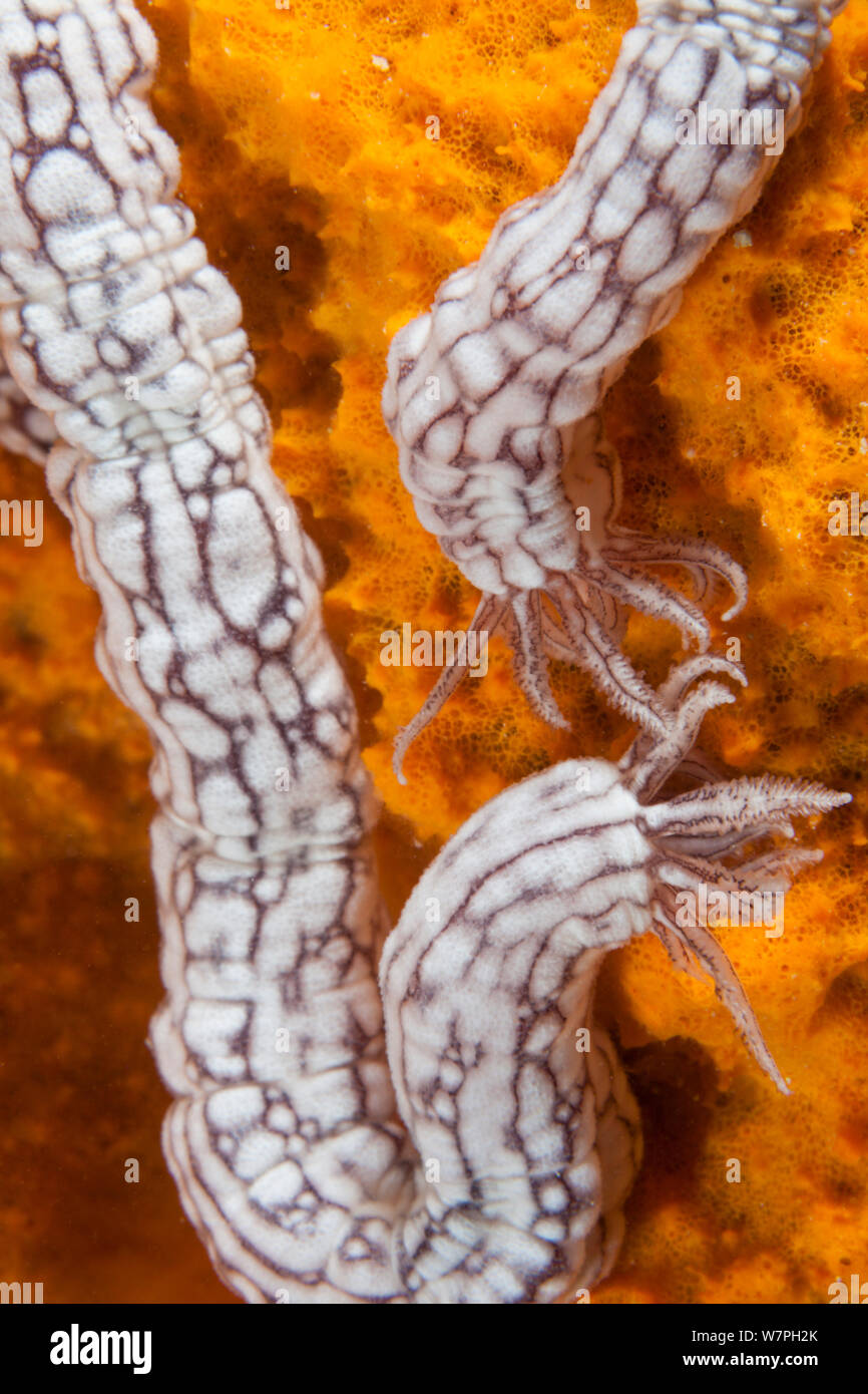 Unidentified cetrioli di mare, Palau, Stati Federati di Micronesia Foto Stock