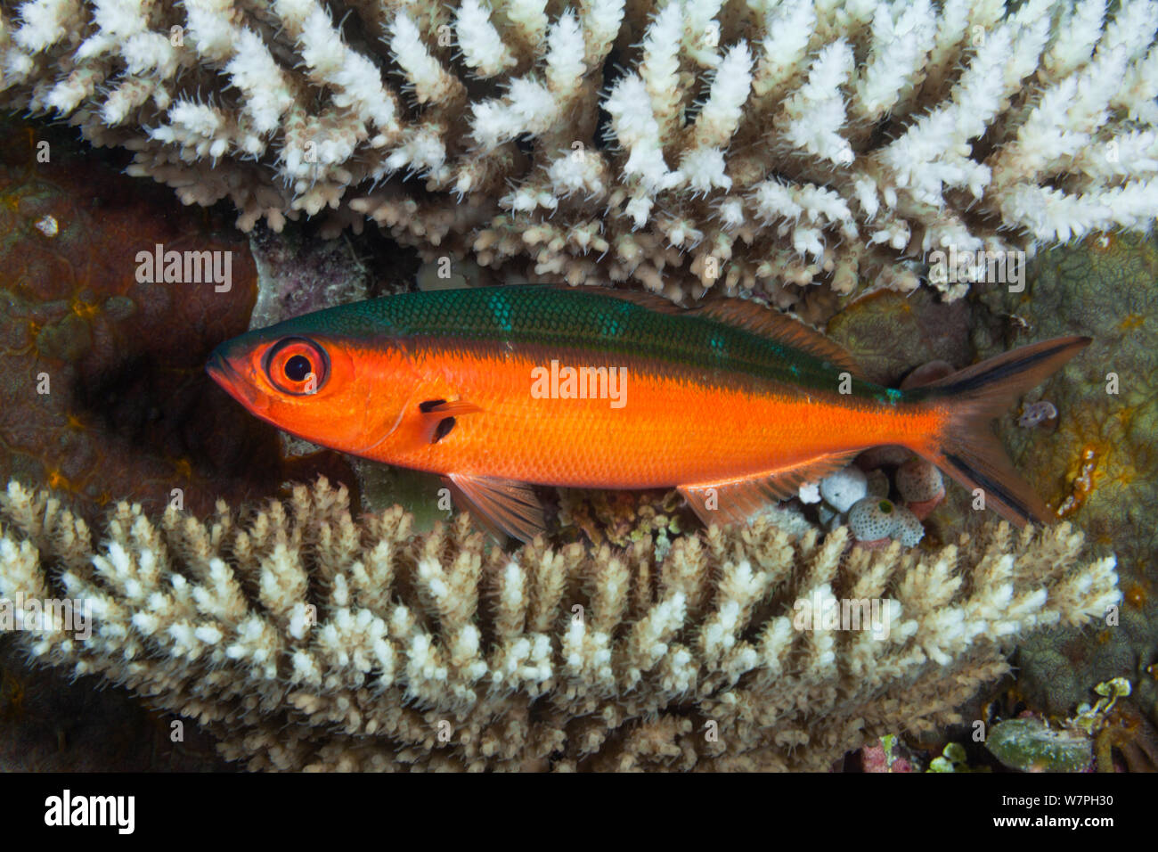 Fusilier (Caesio piastrella) profilo ritratto, Palau, Stati Federati di Micronesia Foto Stock