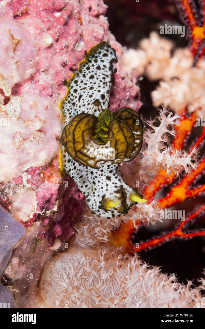 Nudibranch (Aegires serenae), Palau Micronesia. Foto Stock