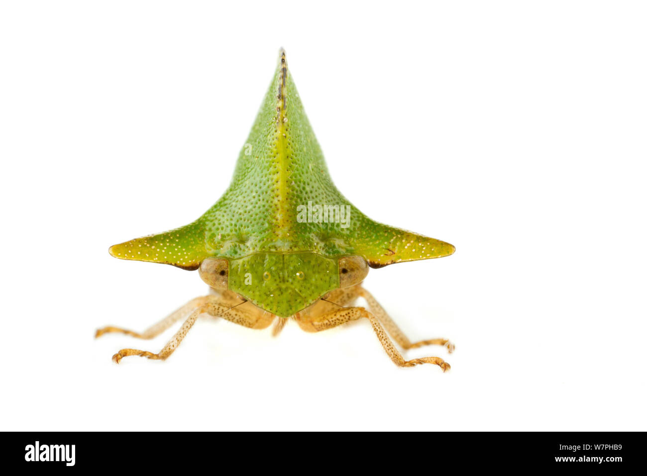 Treehopper (Alchisme sp.) Costa Rica. meetyourneighbors.net progetto Foto Stock