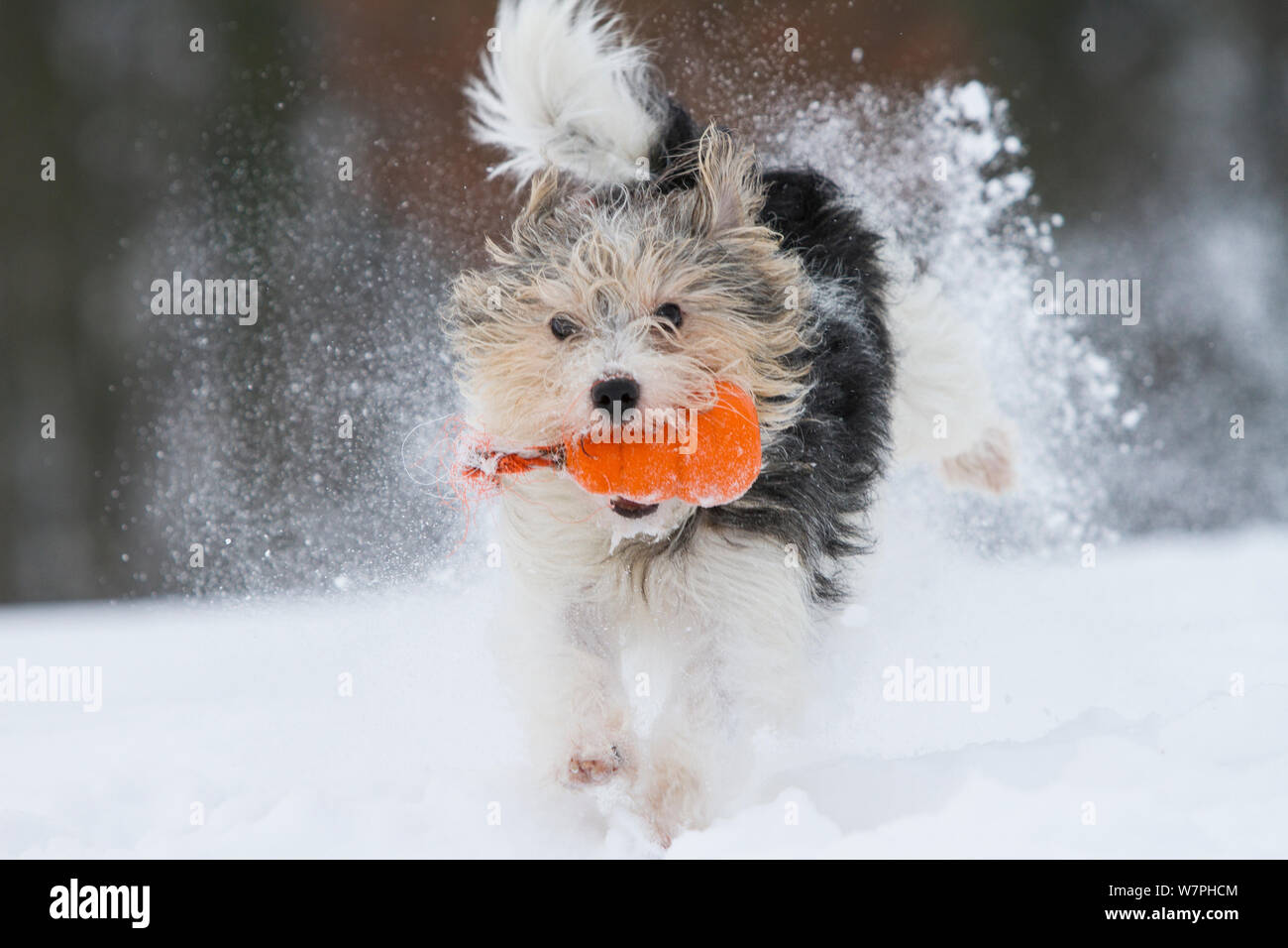 "Jogi', un Jack Russell Terrier di razza trasversale, maschio a giocare nella neve. Germania Foto Stock