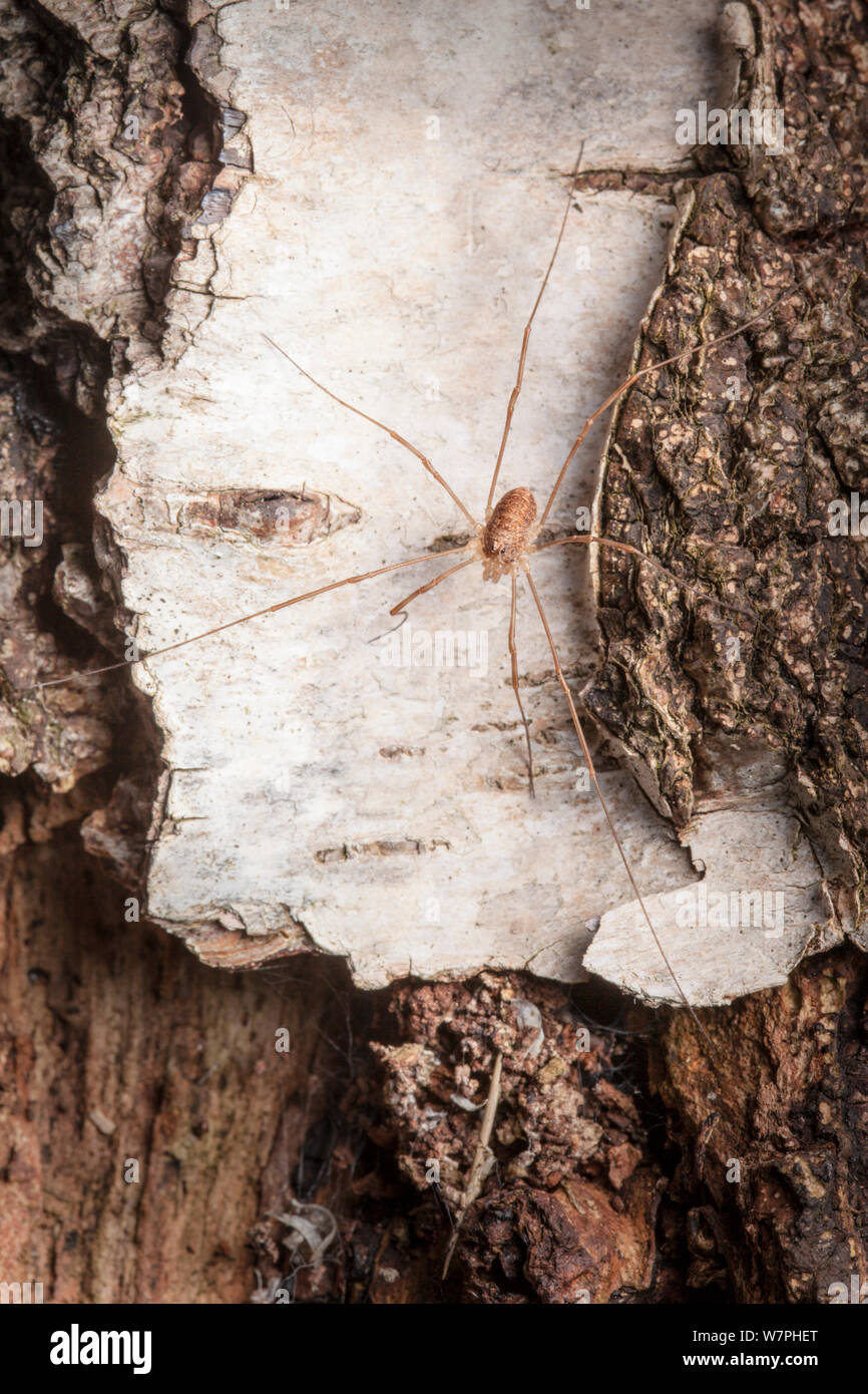 Harvestman (Platybunus / Rilaena triangularis) sulla corteccia. Regno Unito. Foto Stock