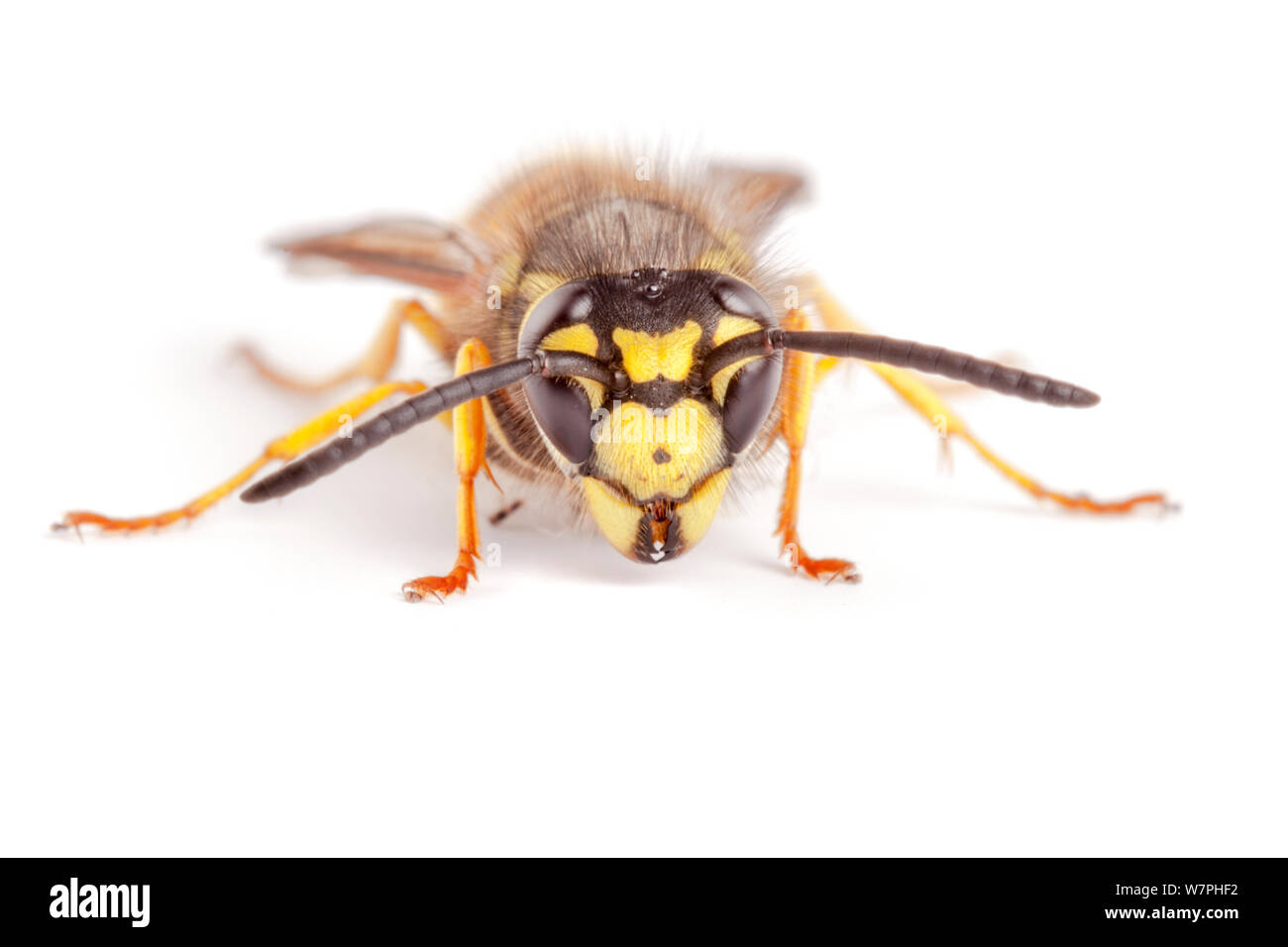 Unione Wasp (Vespula germanica). Derbyshire, Regno Unito, Settembre. Foto Stock