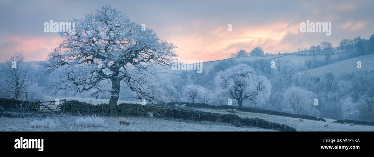 Albero di quercia (Quercus) rivestito in spesse trasformata per forte gradiente frost vicino Froggatt, Parco Nazionale di Peak District, Derbyshire, Regno Unito. Dicembre 2012. Foto Stock