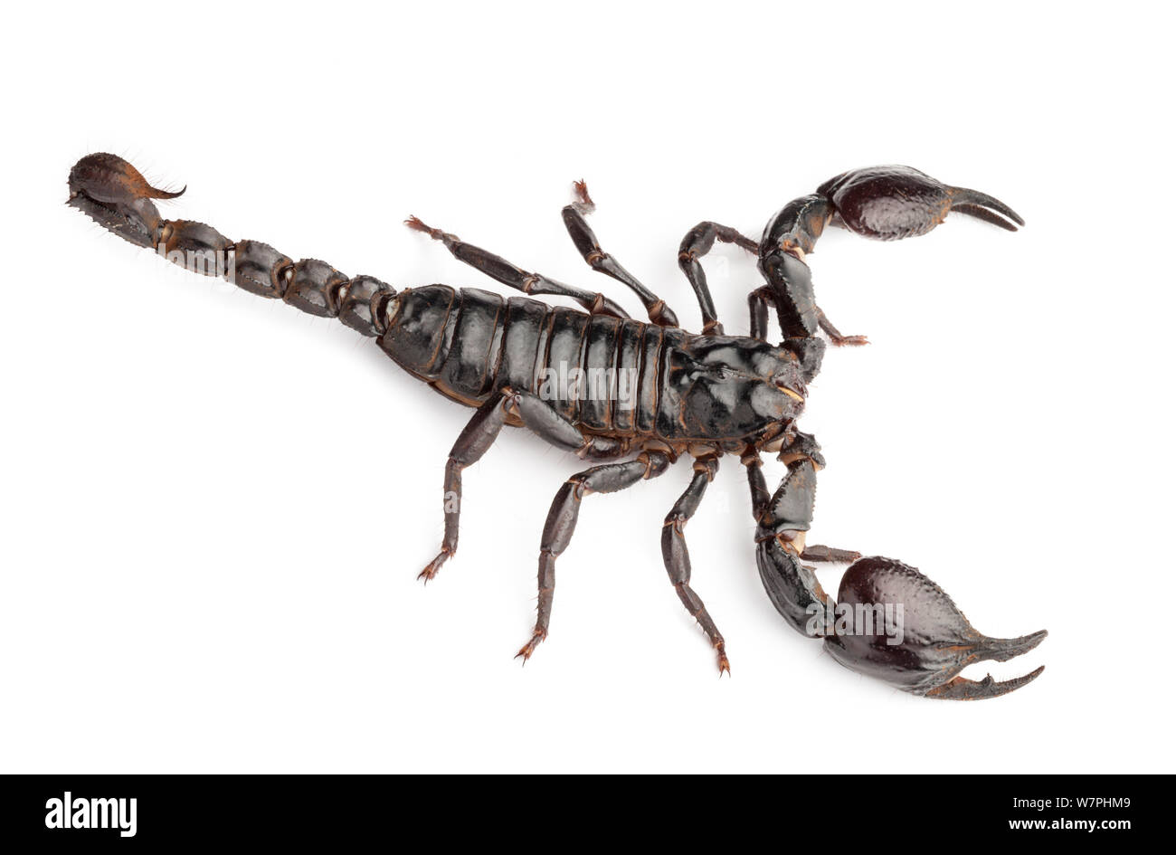 Foresta gigante Scorpion (Heterometrus laoticus / longimanus). Captive, provenienti dal Vietnam / Tailandia. Foto Stock