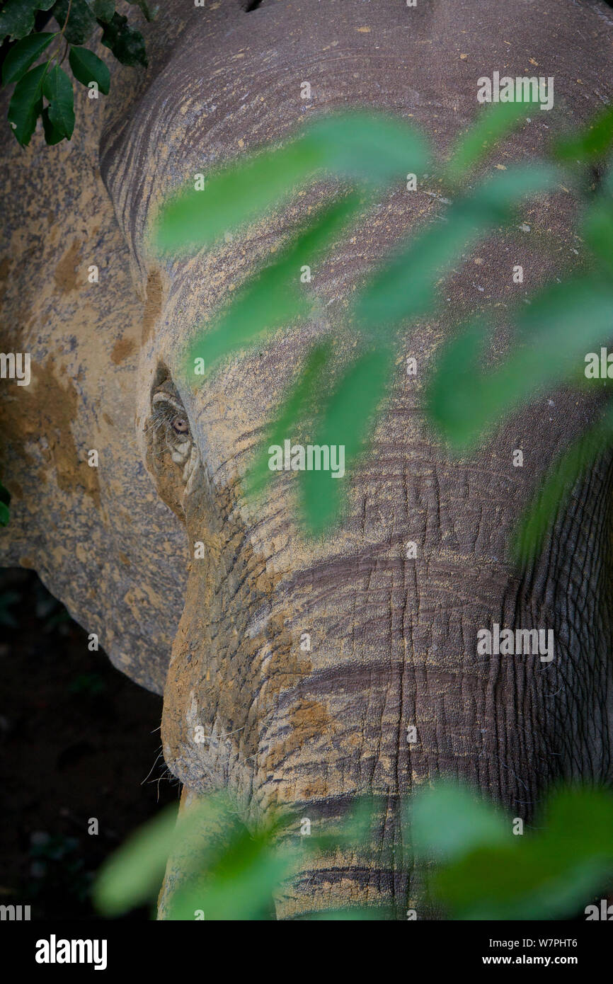 Foresta di elefanti, (Loxodonta cyclotis) nella foresta intorno al Dzanga Bai Clearing, Repubblica Centrafricana, Africa. Foto Stock