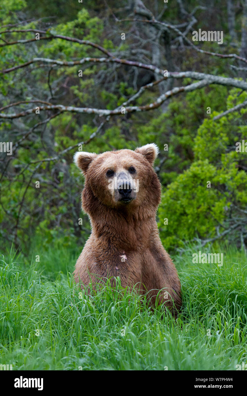 Orso grizzly (Ursus arctos horribilis) in piedi in erba lunga, Brooks River Falls, Katmai National Park, Alaska, Luglio. Foto Stock