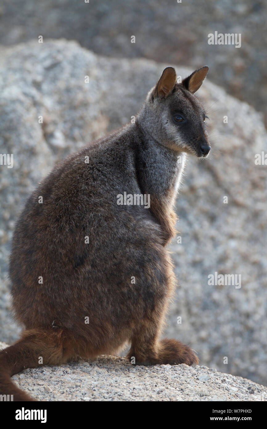Brush-tailed Rock wallaby (Petrogale penicillata) Mt Rothwell, Victoria, Australia, Ottobre Foto Stock