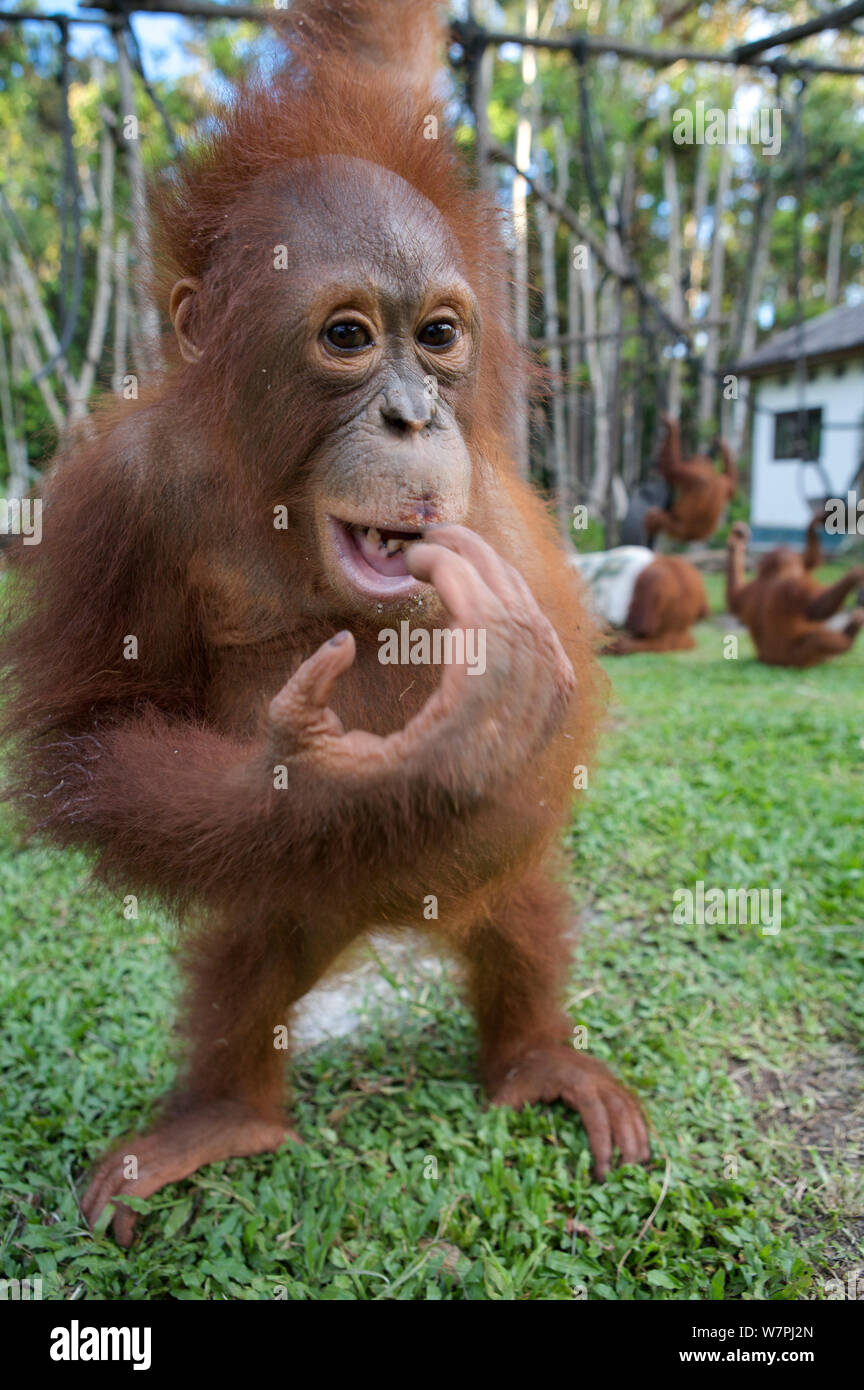 (Orangutan Pongo pygmaeus) capretti, Nyaru Menteng Orangutan progetto di reintroduzione, Kalimantan centrale, Borneo, Indonesia. Foto Stock