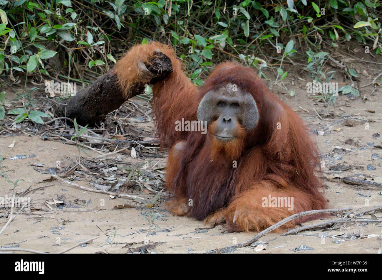 (Orangutan Pongo pygmaeus) maschio adulto sulla spiaggia. Nyaru Menteng Orangutan progetto di reintroduzione, Kalimantan centrale, Borneo, Indonesia. Foto Stock