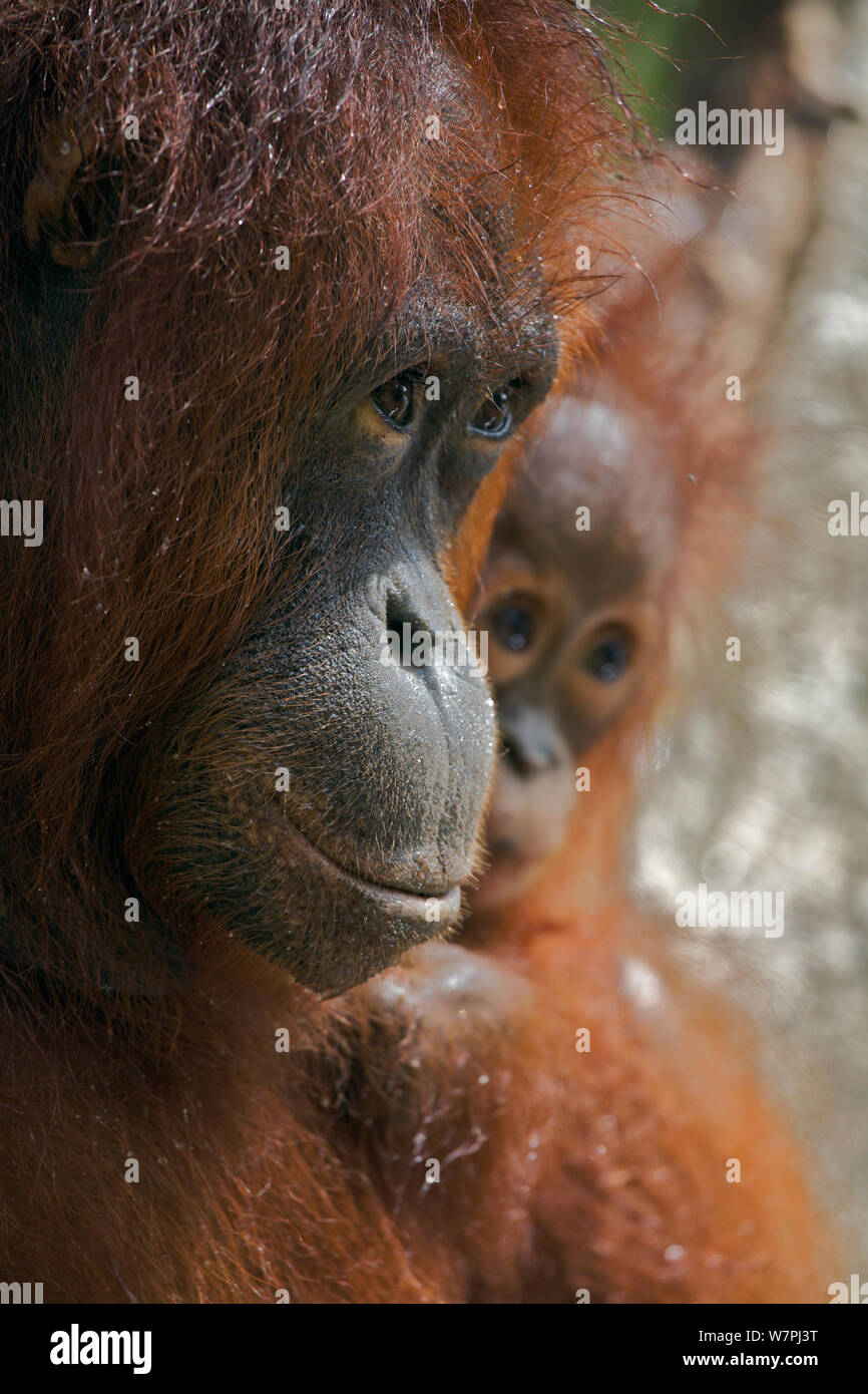 (Orangutan Pongo pygmaeus) la madre e il bambino nella struttura ad albero accanto al fiume. Nyaru Menteng Orangutan progetto di reintroduzione, Kalimantan centrale, Borneo, Indonesia. Foto Stock