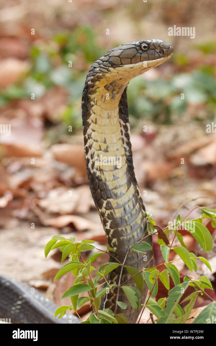 Cobra reale (Ophiophagus hannah) King Cobra Village, Ban Khok Sa-Nga, Thailandia Foto Stock