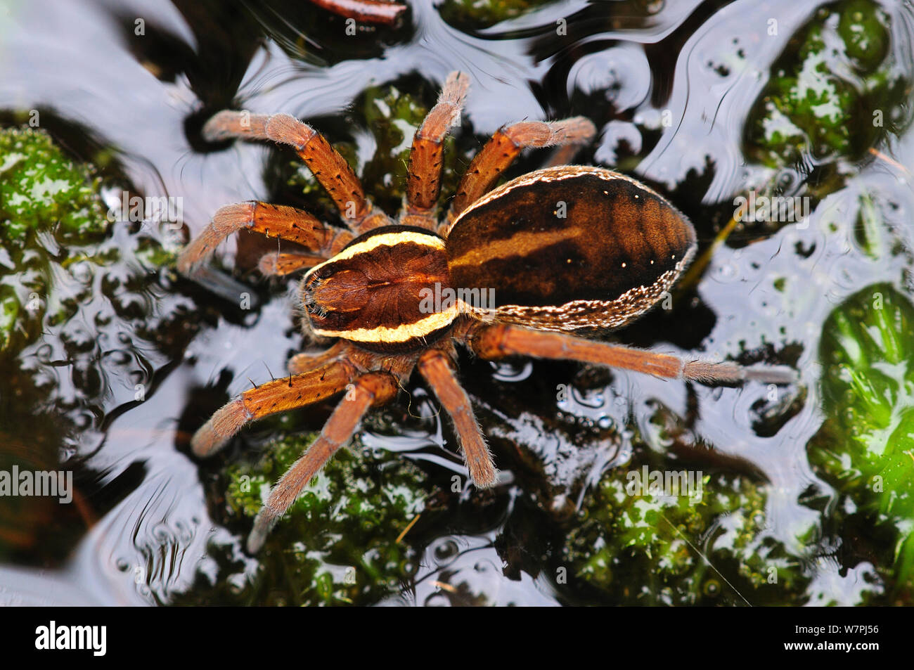 Zattera femmina / Swamp Spider (Dolomedes fimbriatus) sull'acqua. Arne, Dorset, Regno Unito, luglio 2012. Foto Stock