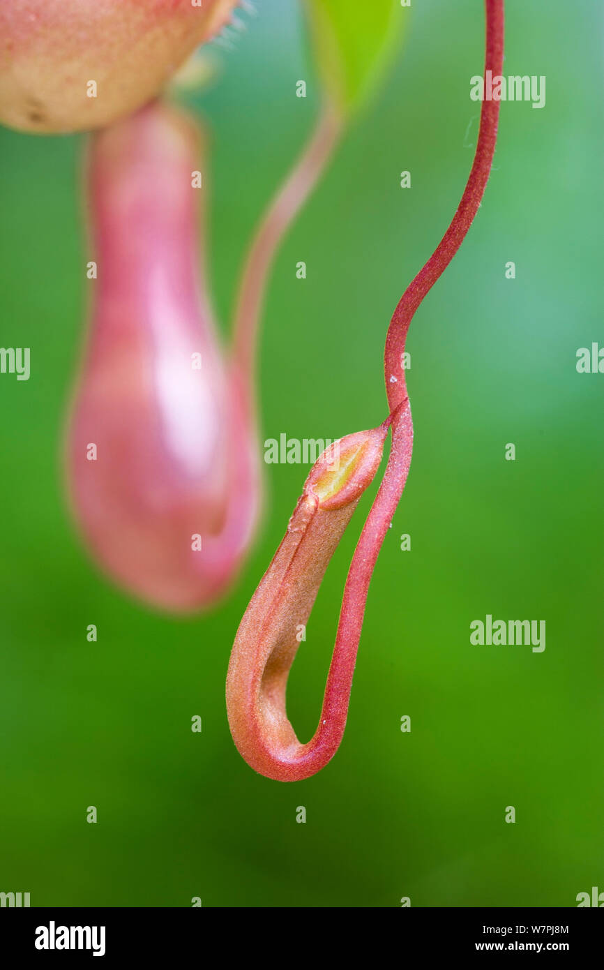 Sviluppo di foglia di l'alato pianta brocca (Nepenthes alata) dalle Filippine (In coltivazione). Foto Stock