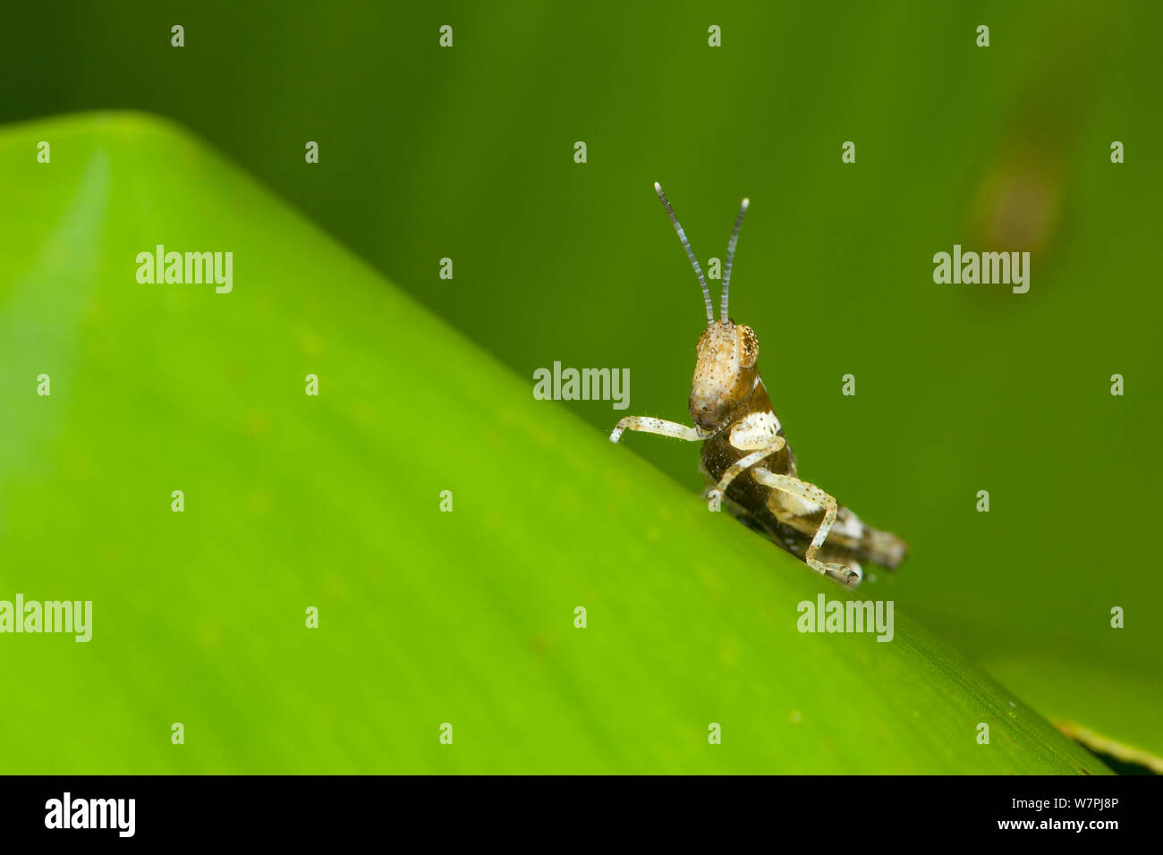 Grasshopper ninfa su giacinto di acqua, fiume Kinabatangan, Sabah Borneo Foto Stock