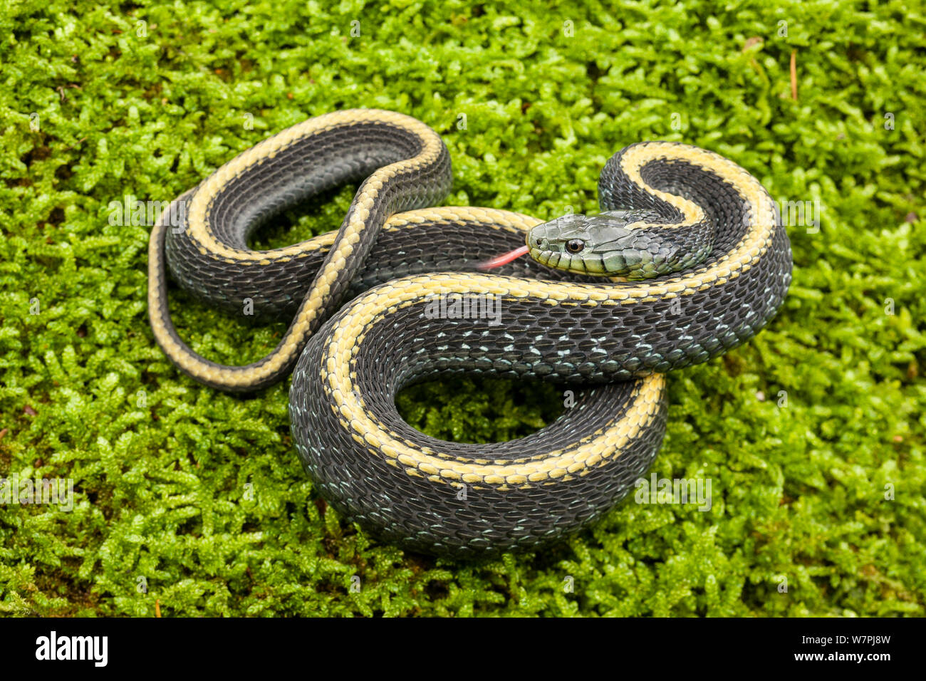 Santa Cruz Garter Snake (Thamnophis atratus) con linguetta visibile. California, Novembre. Foto Stock