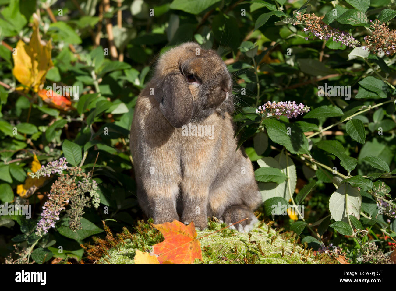 Holland Lop rabbit seduti in giardino, STATI UNITI D'AMERICA Foto Stock