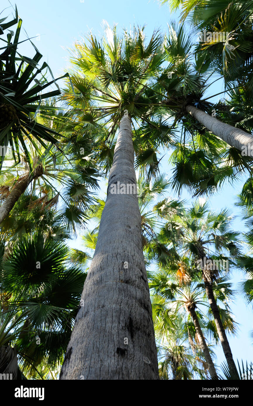 Ricerca di Livistona Palms (Livistona nasmophila) basso angolo di visione, El Questro, Kimberly regione Western Australia, Giugno 2011 Foto Stock