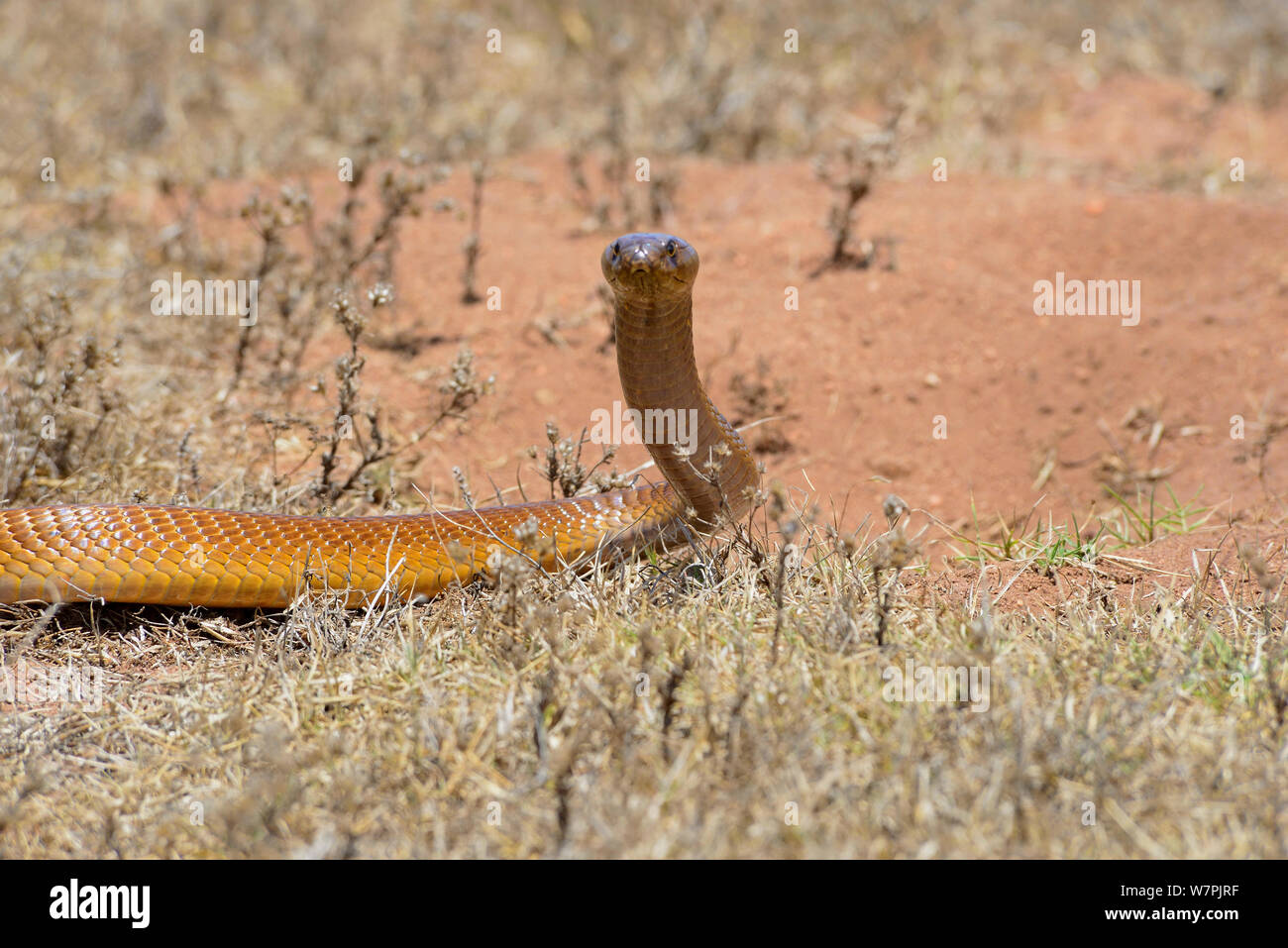 Cape Cobra (Naja nivea) maschio burrow caccia. deHoop Riserva Naturale. Western Cape, Sud Africa, Dicembre Foto Stock