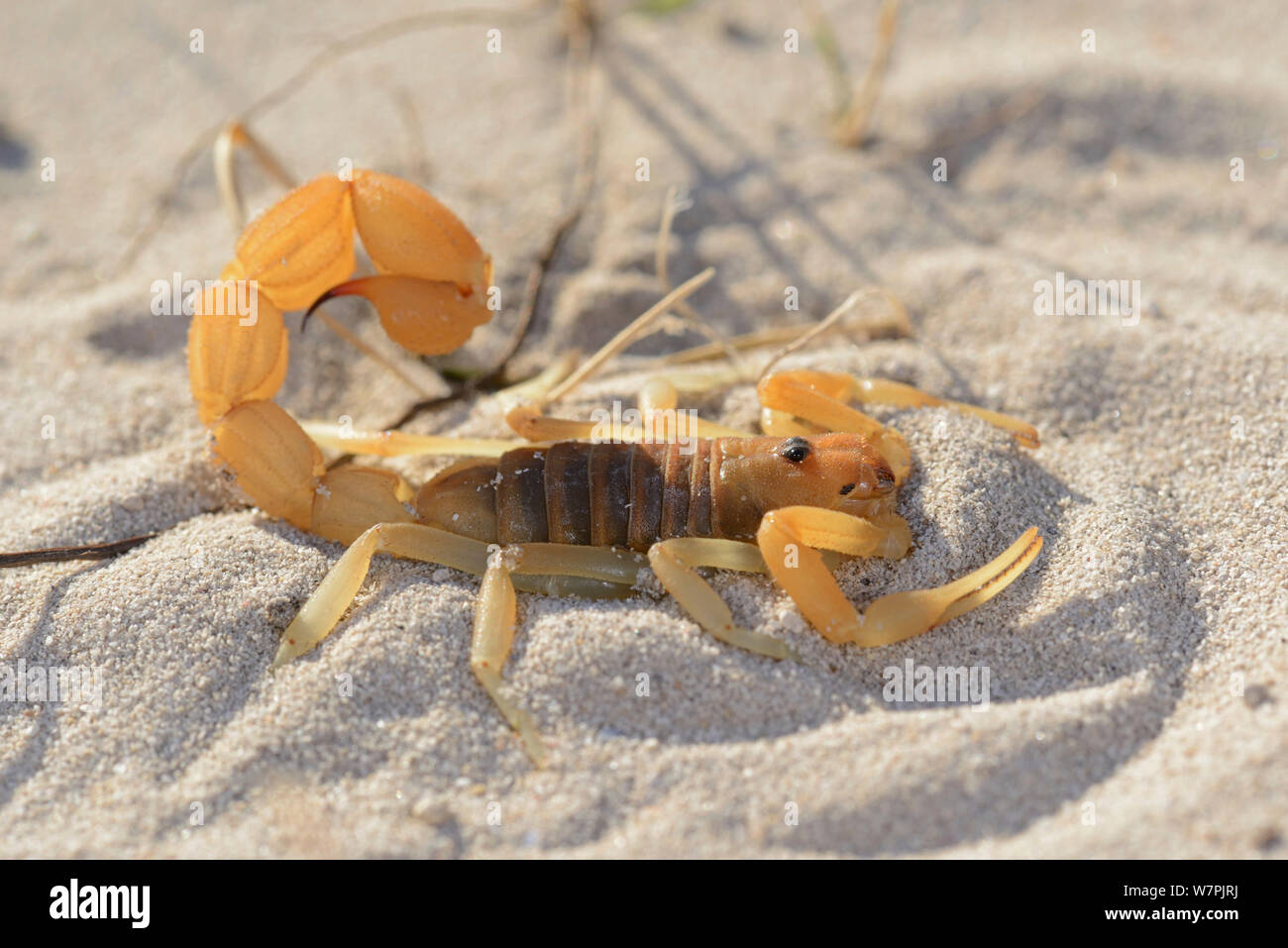 Yellow fat-tailed scorpion (Parabuthus granulatus) DeHoop Nat res. Western Cape, Sud Africa, Dicembre Foto Stock