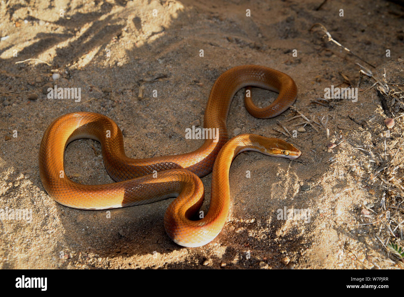 Casa marrone Snake (Boaedon / Lamprophis cpensis) femmina basking appena prima del tramonto. Piccolo Karoo, Western Cape, Sud Africa. Foto Stock