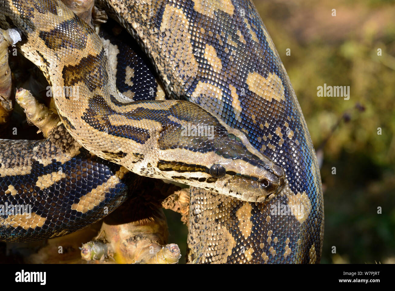 African Rock (Python Python natalensis) giovani di sesso maschile, Shongweni, KwazuluNatal, Sud Africa, Gennaio Foto Stock