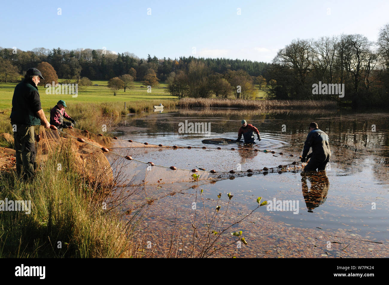 La cattura della carpa comune (Cyprinus carpio) presso il National Trust Berrington Hall piscina per i pesci sondaggio, Herefordshire, Regno Unito, novembre 2012 Foto Stock