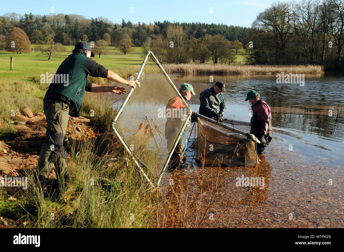 La cattura della carpa comune (Cyprinus carpio) presso il National Trust Berrington Hall piscina per i pesci sondaggio, Herefordshire, Regno Unito, novembre 2012 Foto Stock
