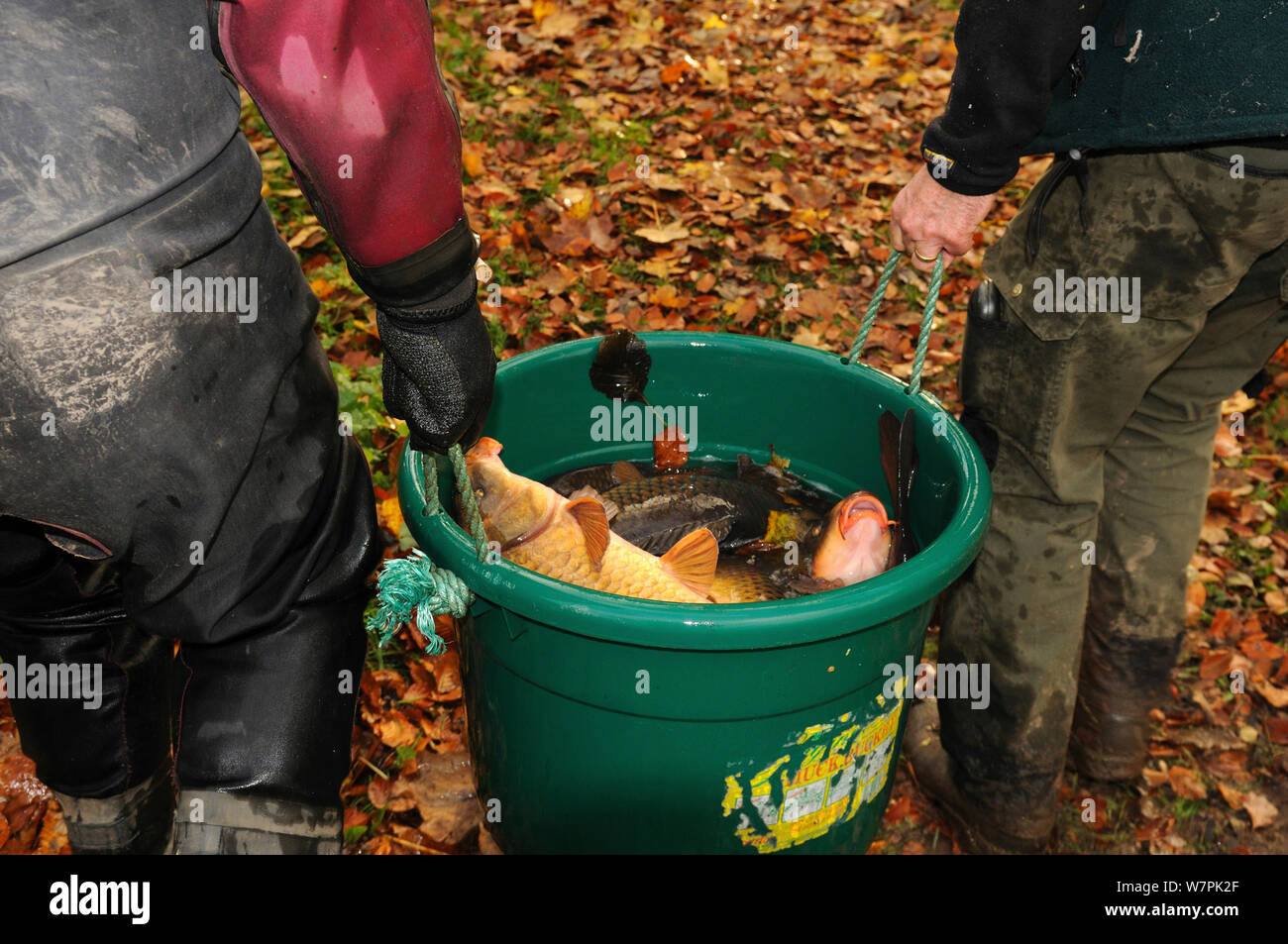 La cattura della carpa comune (Cyprinus carpio) presso il National Trust Berrington Hall piscina per i pesci sondaggio, Herefordshire, Regno Unito, novembre 2012 Foto Stock