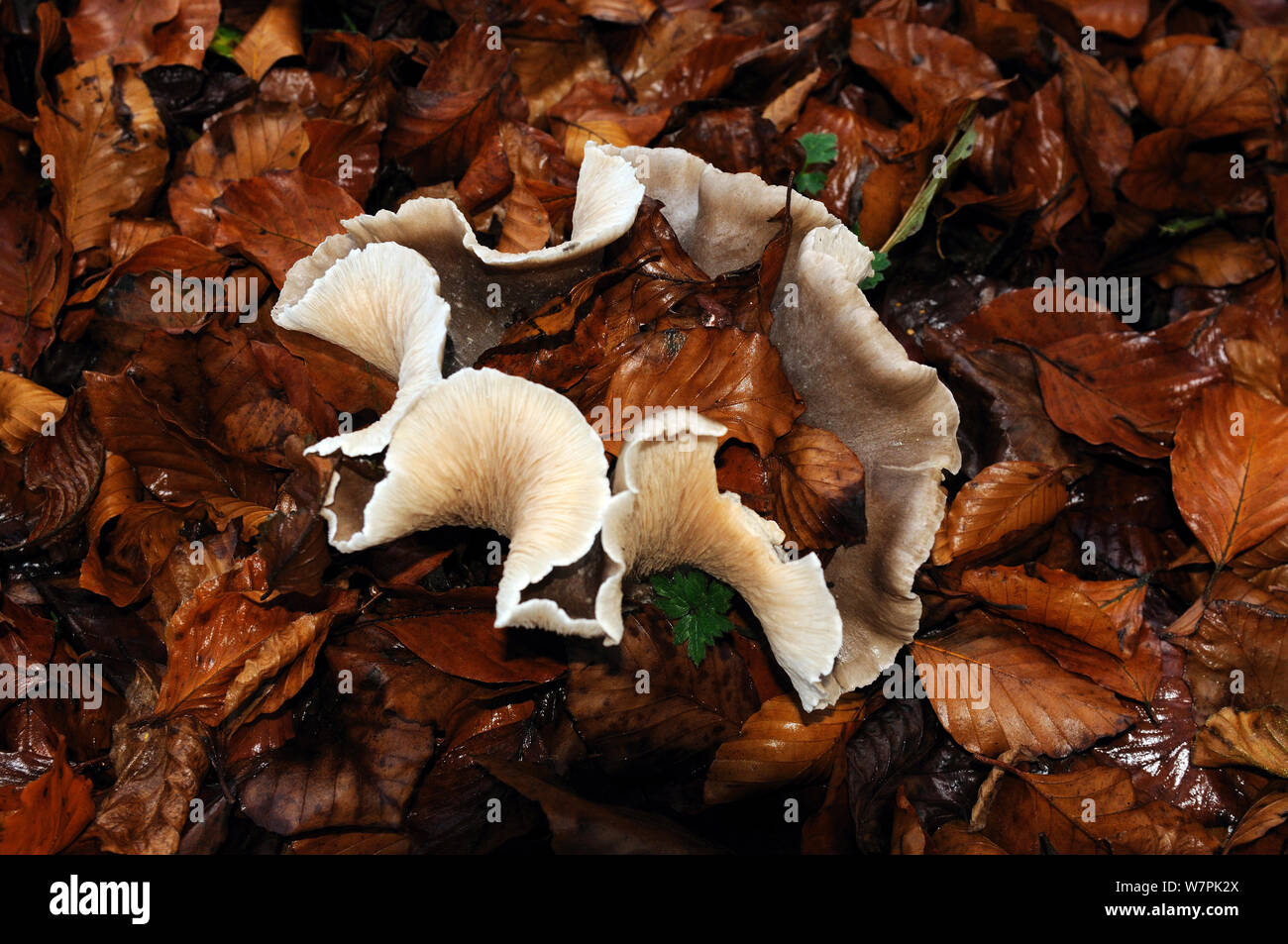 Fungo Clitocybe (Clitocybe geotropa) tra foglie di faggio (Fagus sylvatica) Herefordshire, Regno Unito Foto Stock