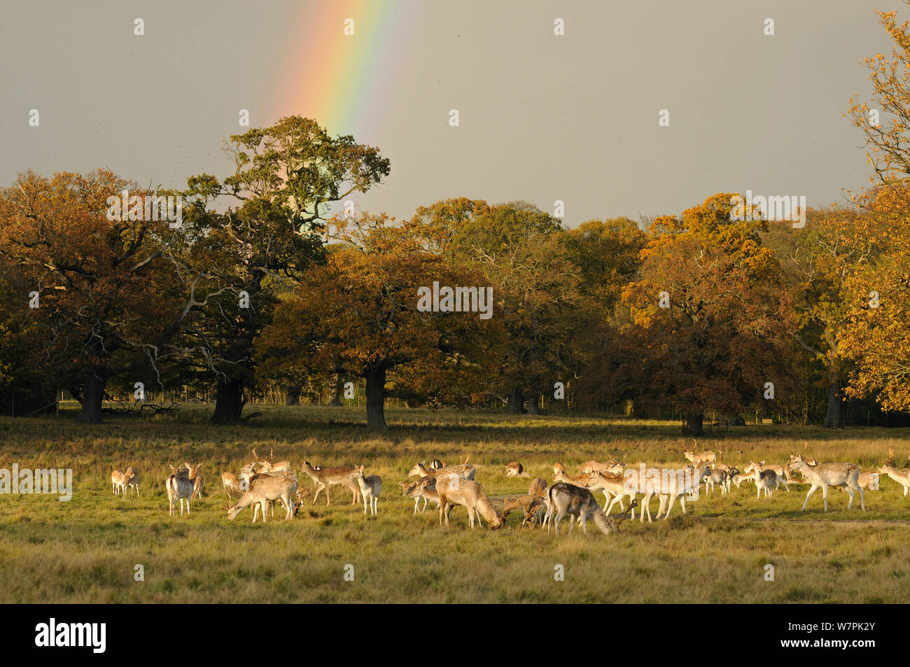 Daini (Dama Dama) pascolo a Attingham Park con overhead arcobaleno, Shropshire, Regno Unito, novembre 2012 Foto Stock