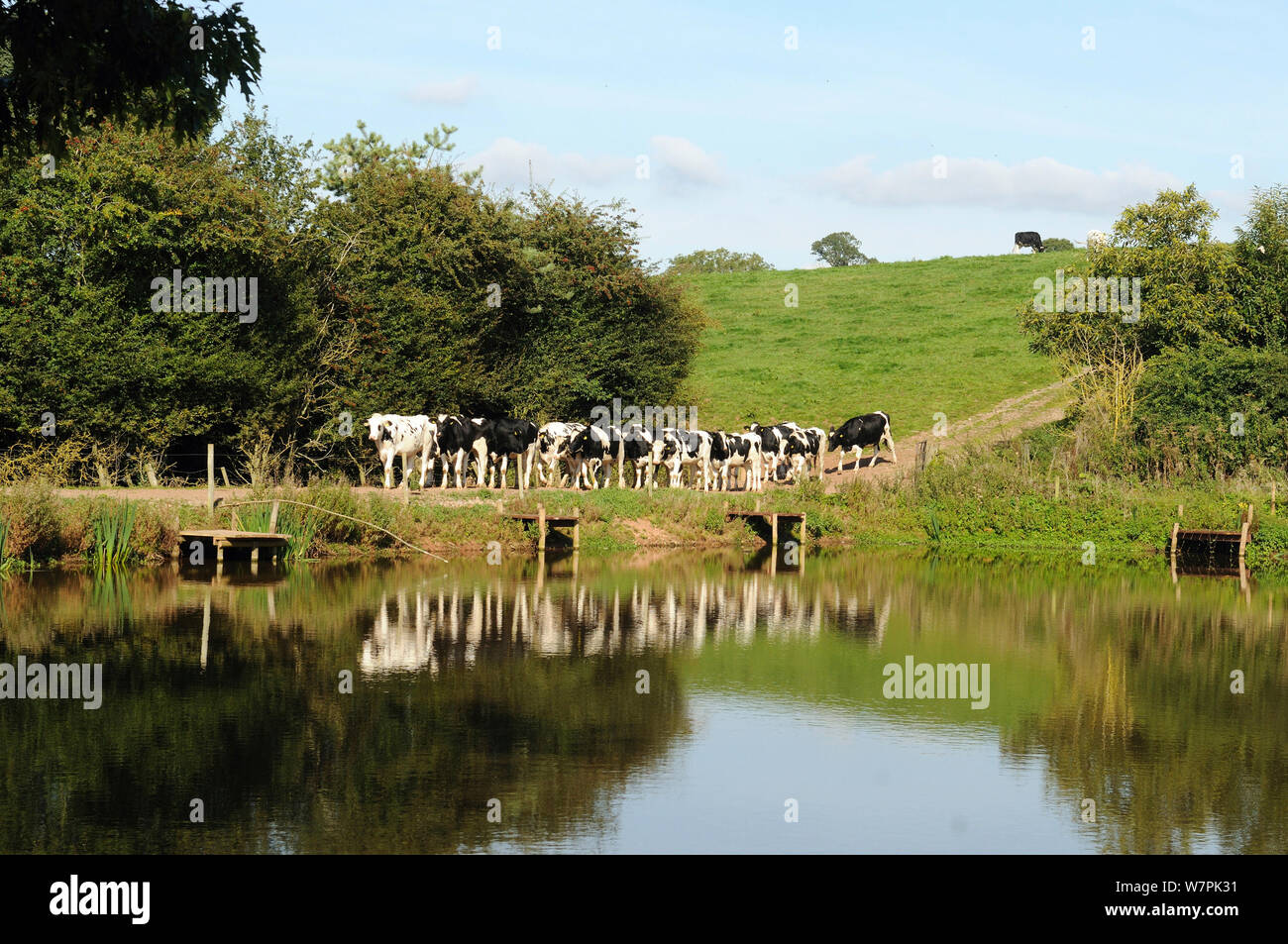 Bovini di razza Holstein portandosi ad una sala mungitura, passando la pesca piscina, Herefordshire, Regno Unito Foto Stock