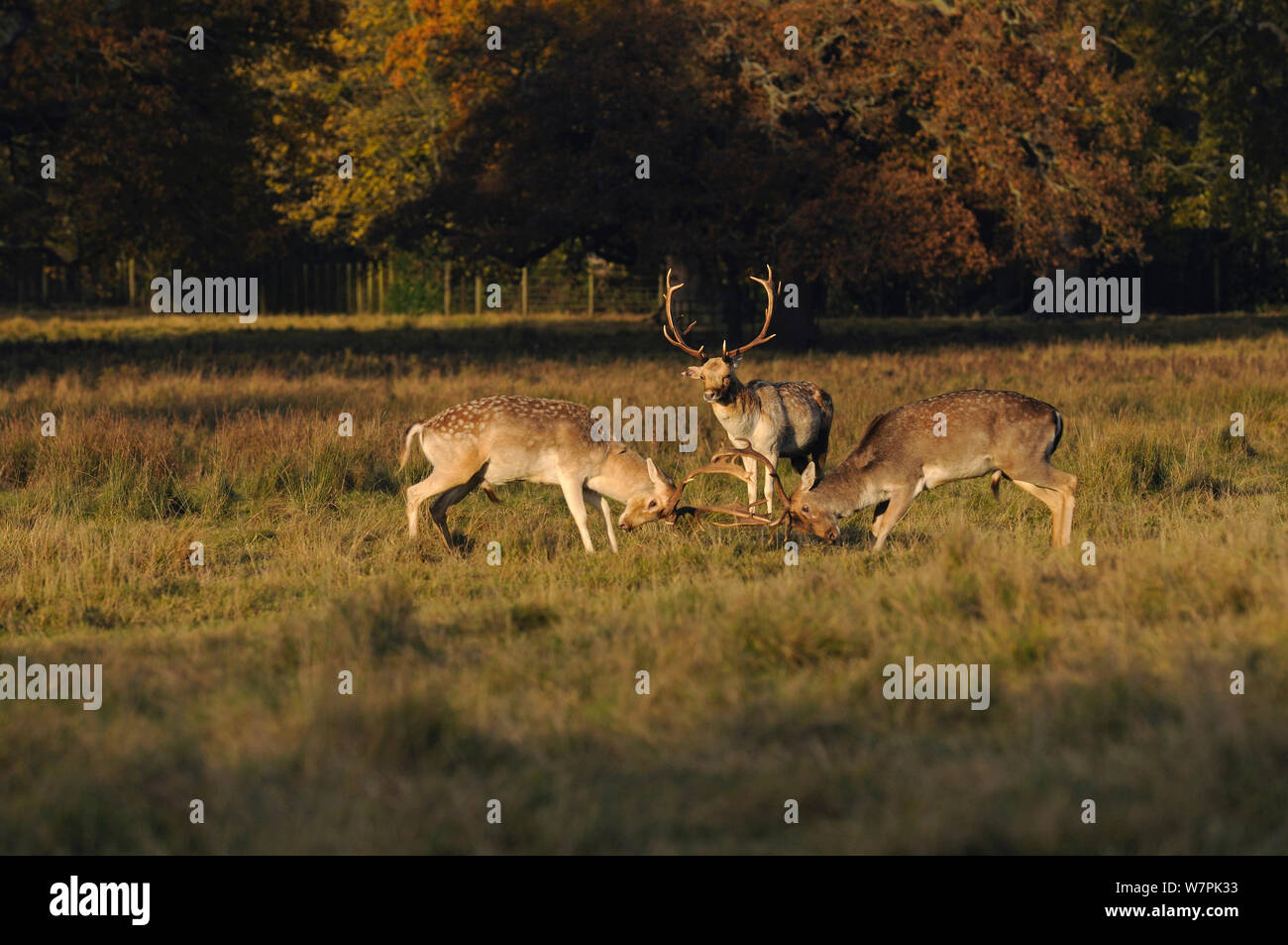 Daini (Dama Dama) bucks combattimenti a Attingham Park, il National Trust, Shropshire, Regno Unito, novembre Foto Stock